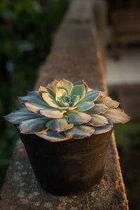 Close-up of potted plant