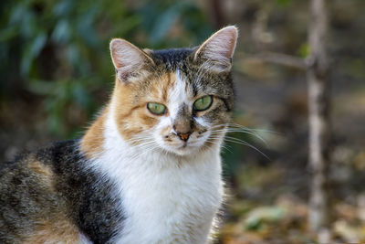 Cat of multicolored look of camera. sunny summer day. front view.