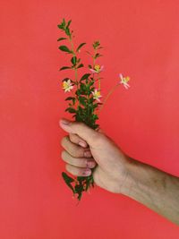 Close-up of hand holding plant against red background