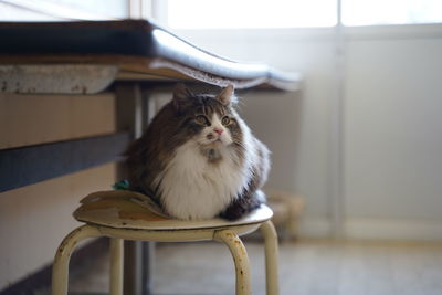 Cat sitting on chair at home