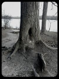 Bare trees in forest