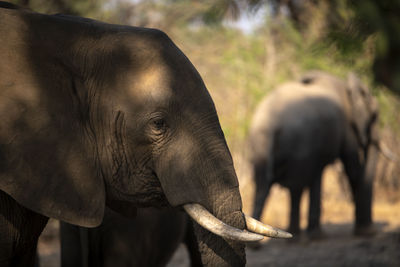 Close-up of elephant