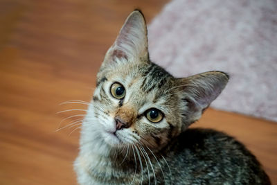 Close-up portrait of a cat