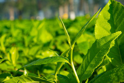 Close-up of wet plant leaves on field