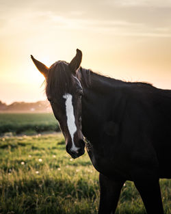 Close-up of a horse on field