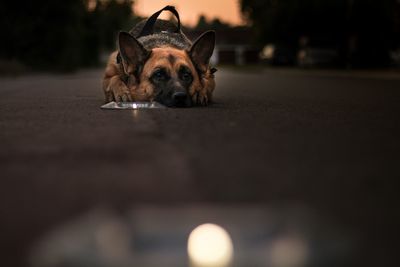 Portrait of dog on street in city