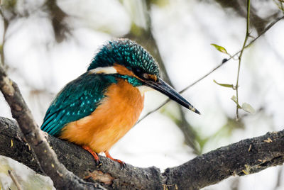 Close-up of a bird perching on branch