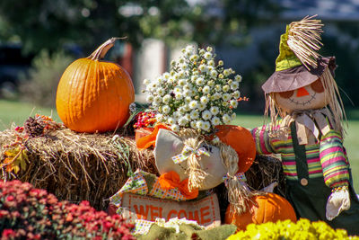 Close-up of pumpkins in traditional garden