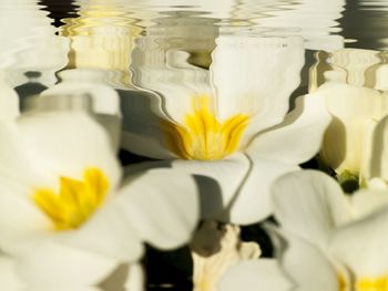 Close-up of white flowering plant