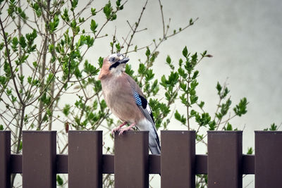 Bird perching on a fence