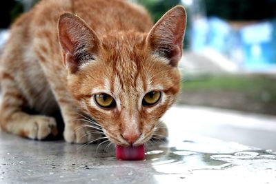 Close-up portrait of a cat drinking water