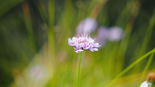 Close-up of purple flower