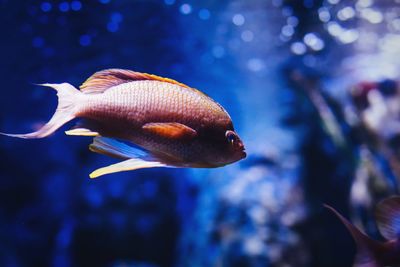 Fish swimming at aquarium