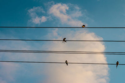 Low angle view of birds perching on cable against sky