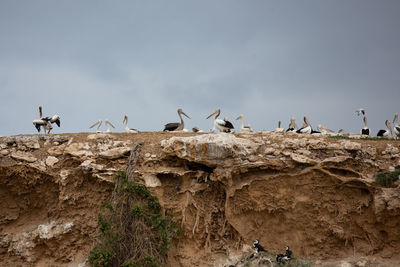 Flock of birds on field against sky