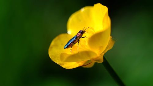 Close-up of insect pollinating on yellow flower