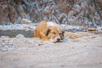 High angle view of golden retriever relaxing on rock