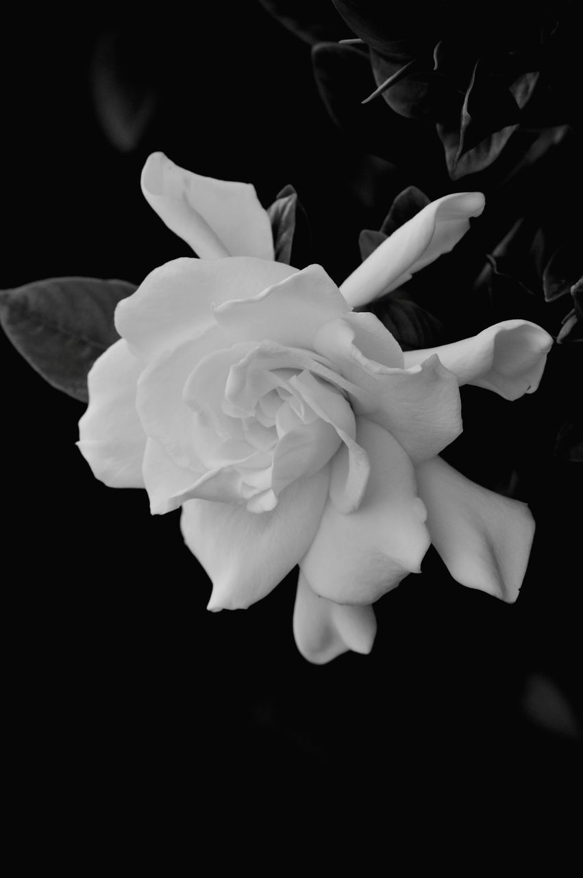 CLOSE-UP OF ROSES AGAINST BLACK BACKGROUND