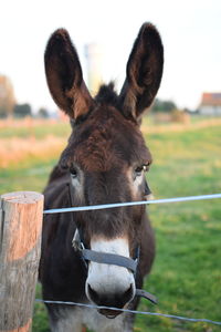 Portrait of horse standing on field