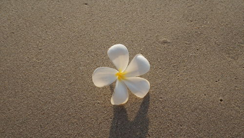 Close-up of white flower on sand