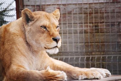 View of a cat relaxing in zoo