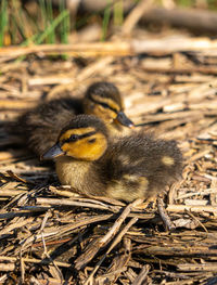 Close up low level water view of duckling mallard chicks chick on nest in reeds