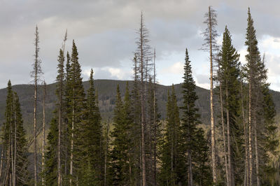 Low angle view of trees against cloudy sky