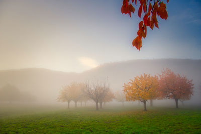 Trees on field against sky during autumn