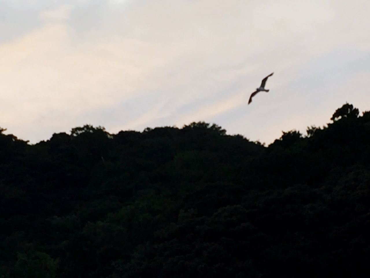 flying, bird, animal themes, animals in the wild, mid-air, wildlife, tree, silhouette, one animal, sky, low angle view, spread wings, nature, tranquility, tranquil scene, beauty in nature, scenics, outdoors, cloud - sky, no people