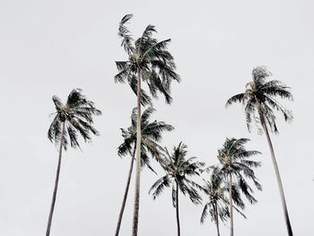 Low angle view of coconut palm tree against sky