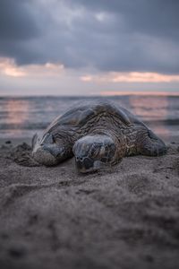 Surface level view of turtle on beach