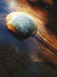 Close-up of snail