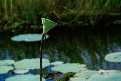 Close-up of leaf floating on water