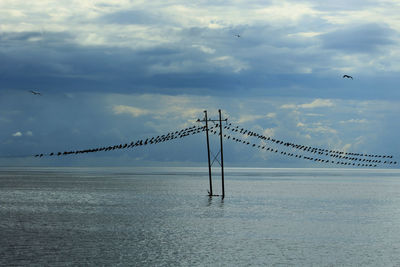 Birds flying over sea against sky