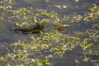 Close-up of jellyfish in water