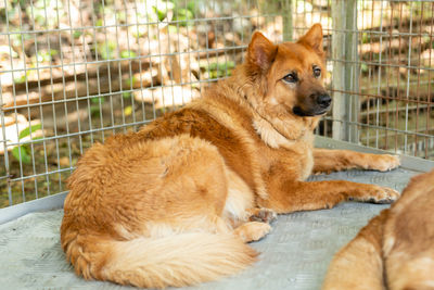 View of a relaxed dog