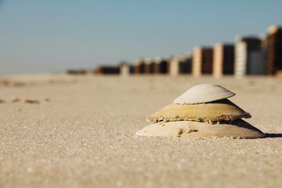 Stack of seashells at beach against sky