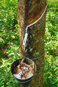 Close-up of lizard on tree