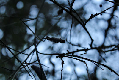 Close-up of bird perching on tree