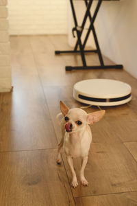 Smart robot vacuum cleaner in the interior makes cleaning of the laminate floor