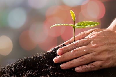 Close-up of hand holding plant