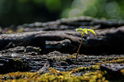 Close-up of lizard on moss