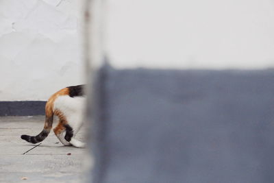 Cat looking away on wall