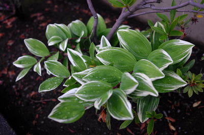 Close-up of leaves