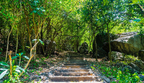 Footpath amidst trees in forest