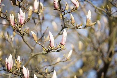 Close-up of magnolia on branch