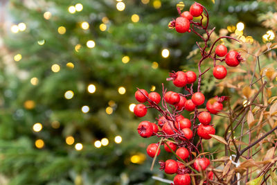 Red holly berries on fur tree background with bokeh lights. christmas backdrop with copy space