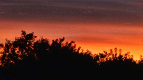 Silhouette trees against sky during sunset
