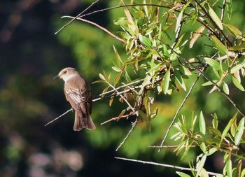 Bird perching on branch