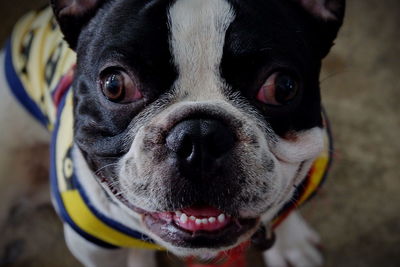 Close-up portrait of boston terrier